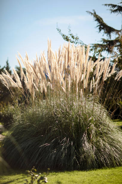 istock Pampas Grass - Cortaderia Selloana 870067536