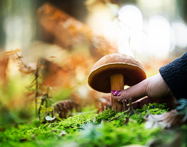 istock Hand is picking a  boletus erythropus 870068258