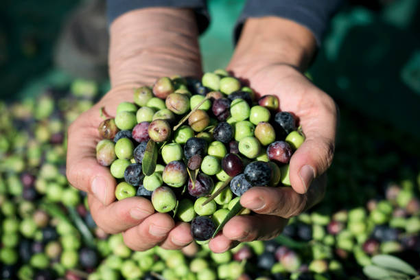 istock harvesting olives in Spain 870070904