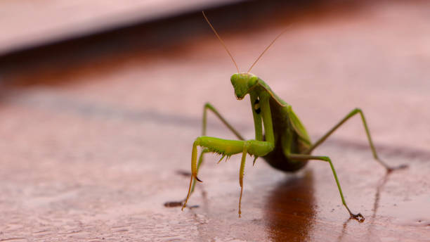 istock Mantis on flower, Mantis religiosa, beautiful evening sun, Czech republic. 870072702