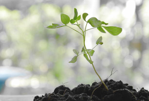 istock litter plant growth in dirt 870076802