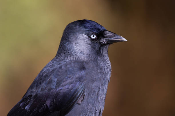 istock Jackdaw (Corvus monedula) portrait of the head 870079510