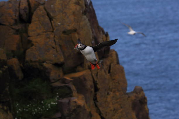 Puffins nest on grassy bluffs of northern Scotland