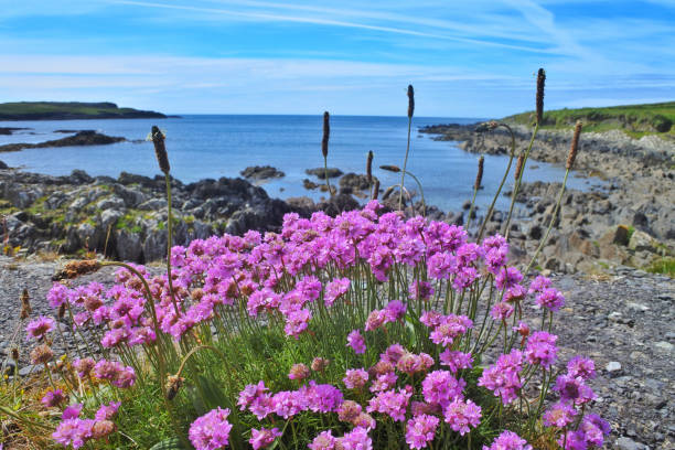 istock Armeria Maritima or Sea Pink or Sea Thrift 870080800