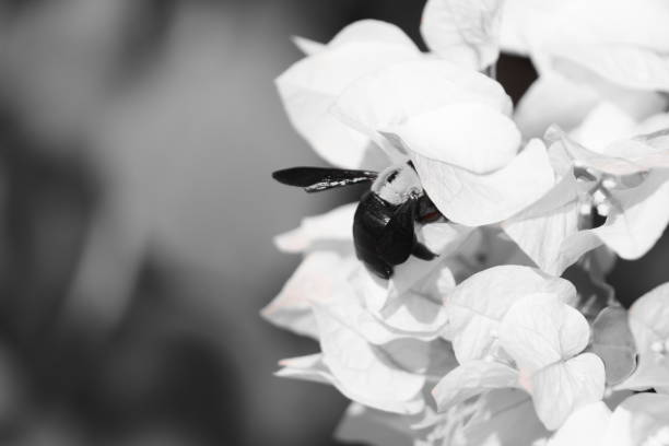 istock yellow hornet near a white flower 870080950