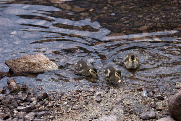 istock Red pond and ducks, Valley Panszczyca, Tatry, Poland 870086790