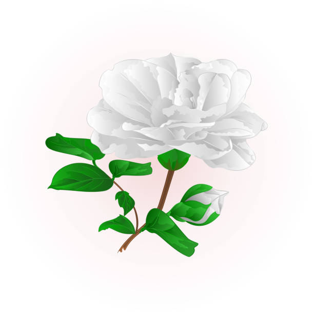 istock Flower white Camellia Japonica  with buds vintage  vector illustration editable 870087890