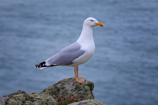 istock close-up of a sea gull 870087966