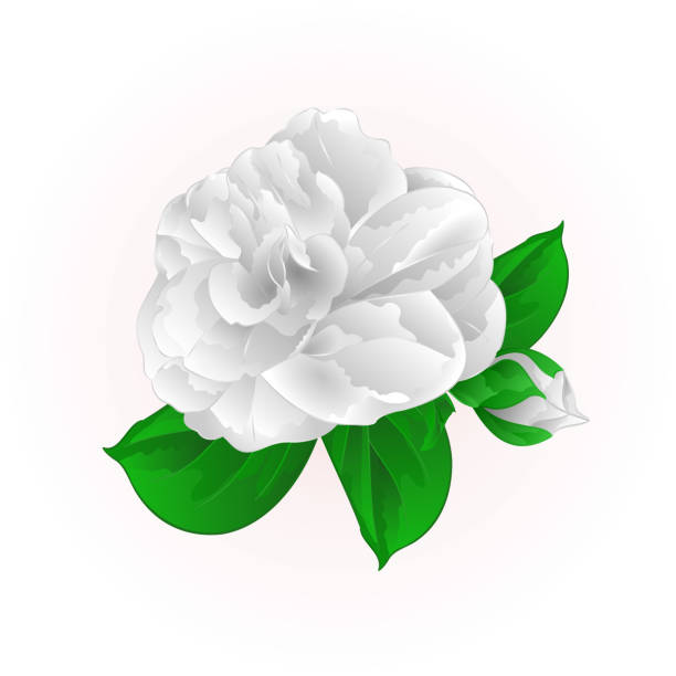 istock Camellia Japonica white flower with bud vintage  vector illustration editable 870088176