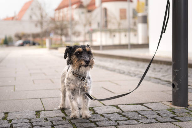 Siberian husky dog tied in urban street, animals