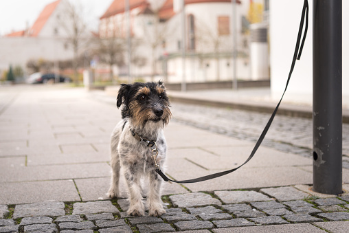 dog tied to a post