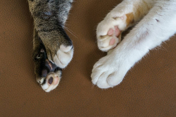 istock Close up Domestic cats' paws on brown sofa 870090944