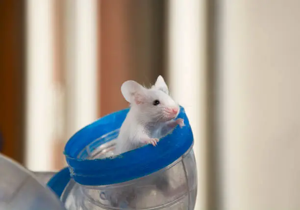 Photo of Mouse peeking from a tube