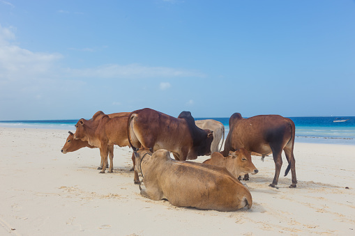 African cows are resting on white tropical Nungwi beach, Zanzibar, Tanzaia, Africa.