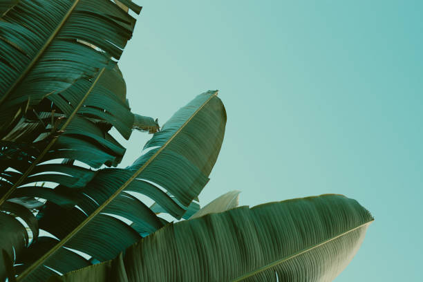 istock Palm tree under blue sky. Vintage background. Travel card. 870094118