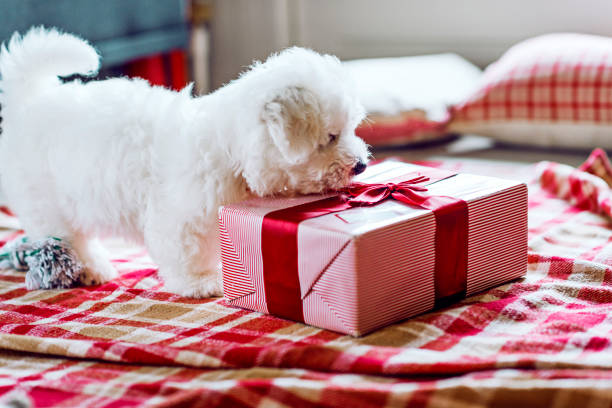 Dog tries to open christmas present placed on the floor Dog gets a present and stands next to it. It could be a christmas present or a birthday present. The dog is a Coton De Tulear and purebred. The puppy is two months old. coton de tulear stock pictures, royalty-free photos & images