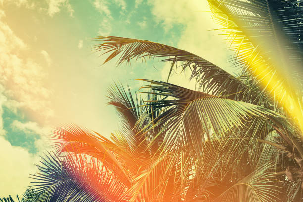istock Palm tree under blue sky. Vintage background. Travel card. 870096682