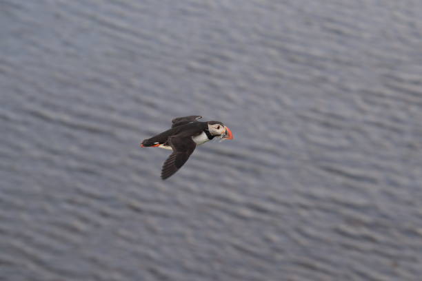 istock Puffin, Fratercula arctica, Iceland 870096942