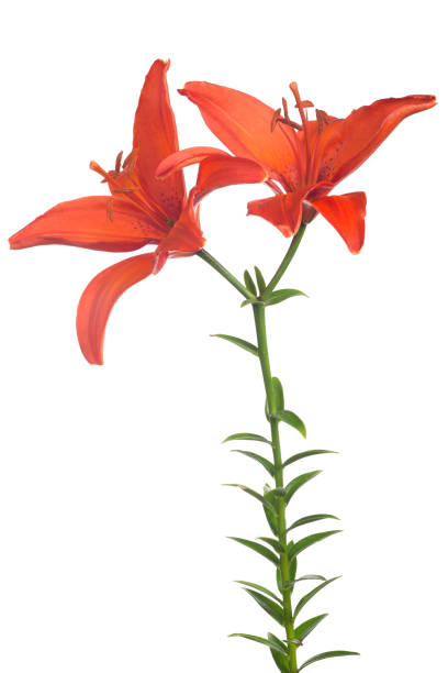 istock fine red lily flower with two blooms 870102590