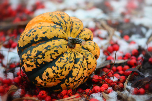 istock Pumpkin and rowan berries on snowy ground 870102782
