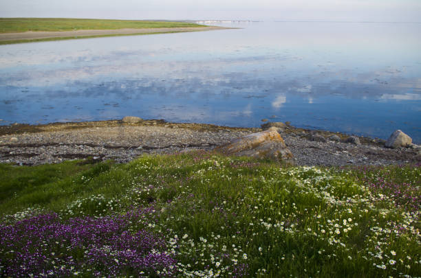 istock The blossoming shore of the Barents Sea 870103006