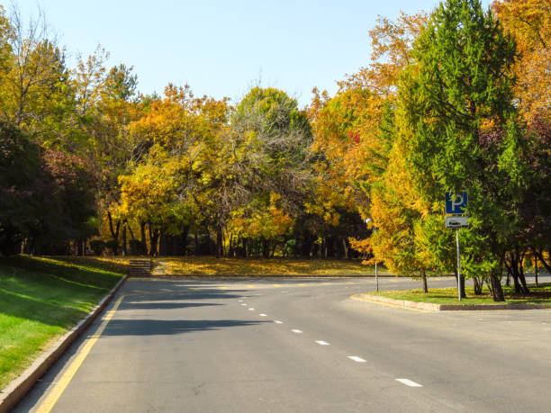 istock Golden autumn trees along road 870103198