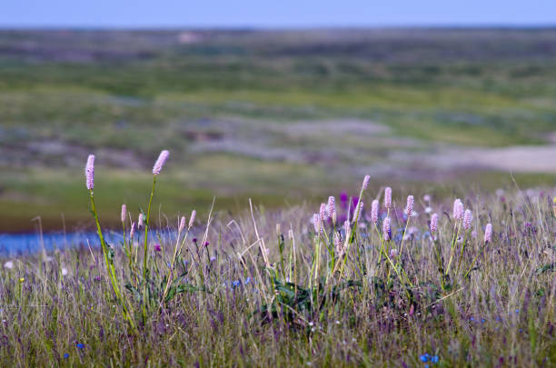 istock Pink flowers in the tundra 870105482