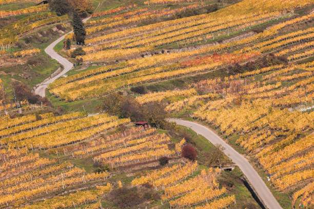 istock Colorful Vineyard in Wachau valley  in Austria. 870109856