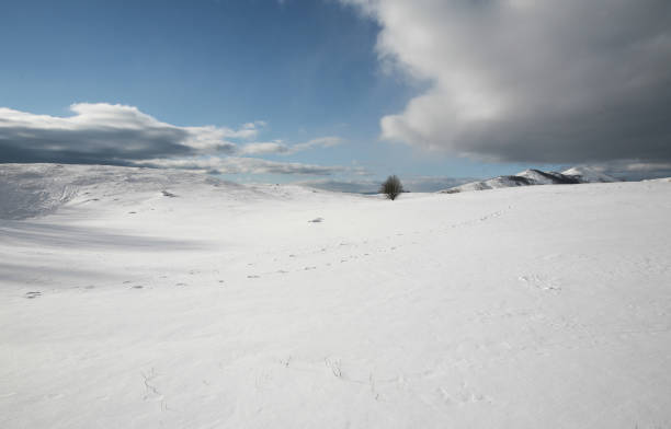 istock Snow valley and a tree, ski resort Vucje, Montenegro 870114180