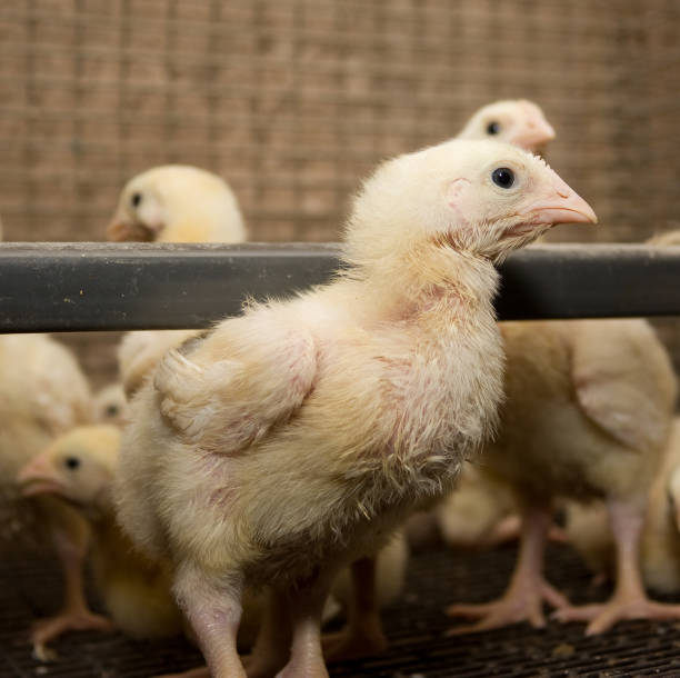 istock Young chickens in a cage on a chicken farm 870115446