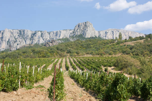 istock Grape plantation with mountains in the background 870115452