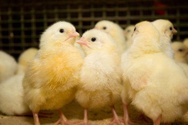 istock Young chickens in a cage on a chicken farm 870115476