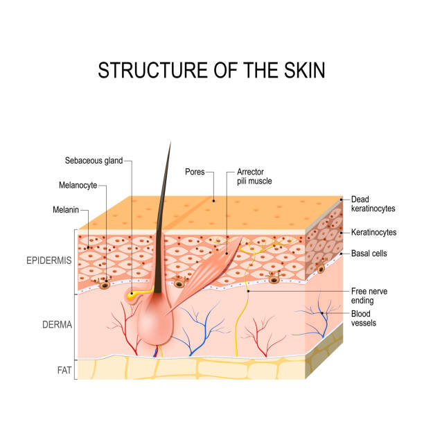 Healthy Human Skin Healthy Human Skin. hair follicle, cell structure and layers. Vector illustration for your design and medical use. human anatomy. arrector pili stock illustrations