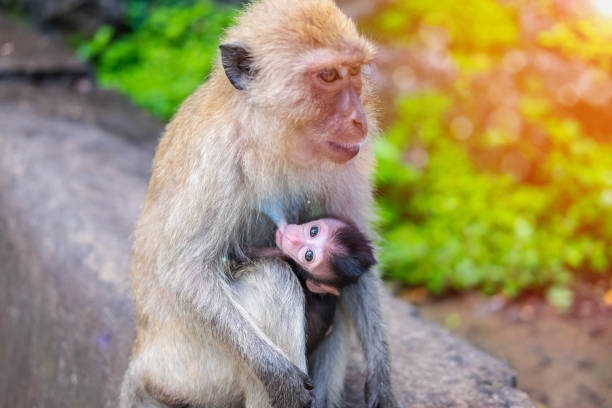istock Baby monkey suck up milk from mother monkey breast 870115976