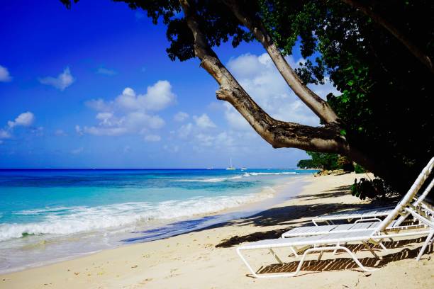 istock Sunbeds on a beach in Barbados 870118700