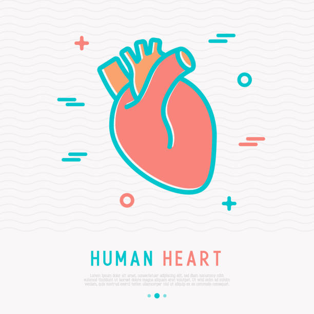 bildbanksillustrationer, clip art samt tecknat material och ikoner med mänskliga hjärtat tunn linje-ikonen. enkla vektorillustration av människans inre organ. - human heart