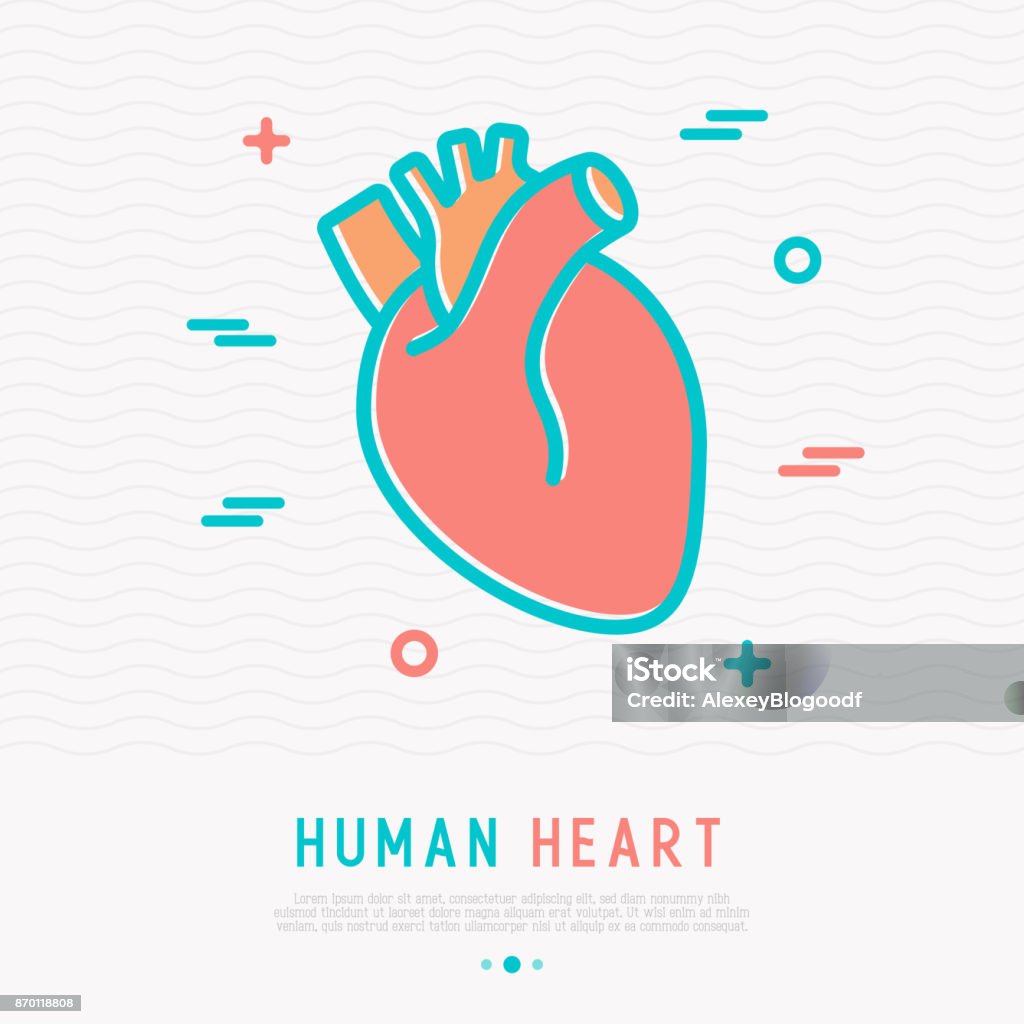 Human heart thin line icon. Simple vector illustration of human internal organ. Human Heart stock vector