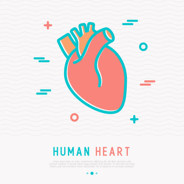 Human heart thin line icon. Simple vector illustration of human internal organ. Human heart thin line icon. Simple vector illustration of human internal organ. human heart stock illustrations