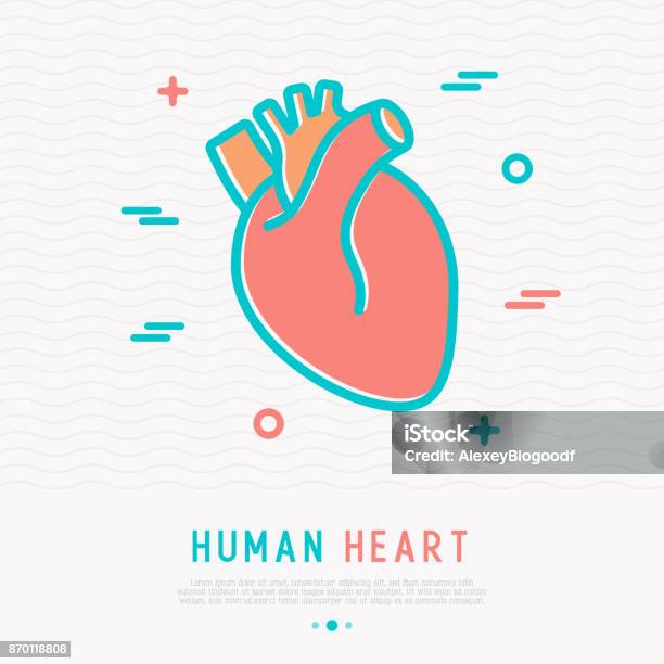 Human Heart Thin Line Icon Simple Vector Illustration Of Human Internal Organ Stock Illustration - Download Image Now