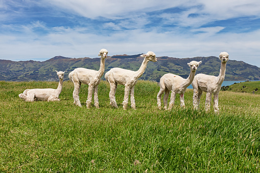 Alpacas herd on pasture, Acaroa, South Island New Zealand