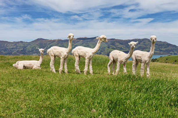 Alpacas herd on pasture, Acaroa, New Zealand Alpacas herd on pasture, Acaroa, South Island New Zealand brown llama on the field stock pictures, royalty-free photos & images