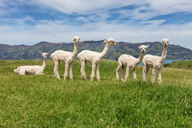 Photo of Alpacas herd on pasture, Acaroa, New Zealand