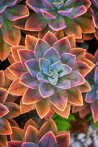 Beautiful succulent plants top view, echeveria succulents arranged on the ground