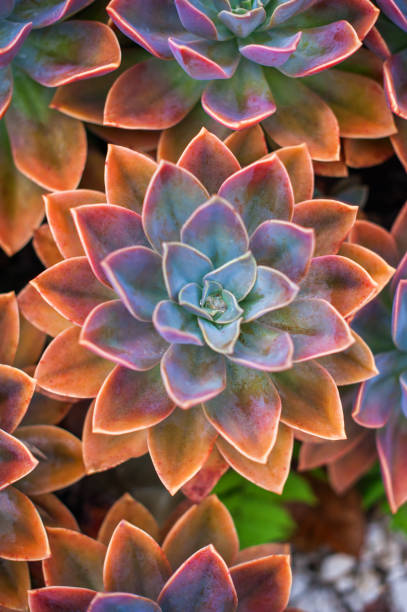 Beautiful echeveria succulents arranged on the ground Beautiful succulent plants top view, echeveria succulents arranged on the ground juicy stock pictures, royalty-free photos & images