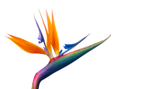istock Bird of Paradise Flower on White Background 870128798