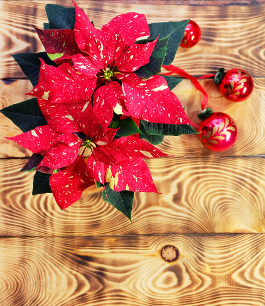 istock Poinsettia & Christmas balls 870129340