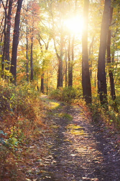 Beautiful fall trees on a hiking path in the fall in Western Pennsylvania.