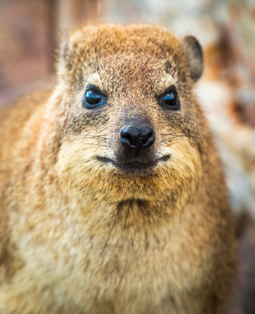 istock Rock Badger South Africa 870133666