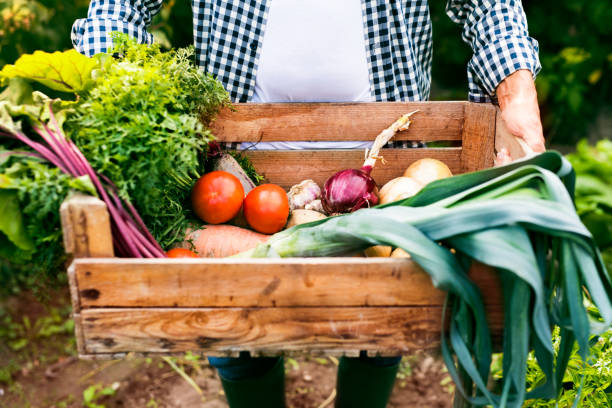 istock Senior man gardening in the backyard garden. 870136010
