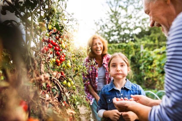 casal sênior com neta de jardinagem no jardim quintal - gardening child vegetable garden vegetable - fotografias e filmes do acervo